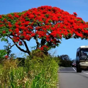 Mauritius Urlaub Flammenbaum