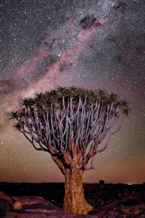 Namibia Urlaub – Köcherbaum unter sternenklarem Himmel in Namibia – Symbol für Freiheit und Abenteuer beim Roadtrip durch die Wüste