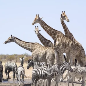 Giraffen und Zebras an einer Wasserstelle in Etosha – Tierbeobachtung in Namibias Nationalpark