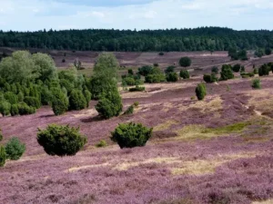Lüneburger Heide, Landschaft
