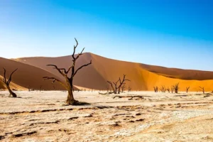 Tote Bäume auf heller Lehmpfanne vor orangefarbenen Dünen – surrealer Wüstenblick in Deadvlei, Namibia