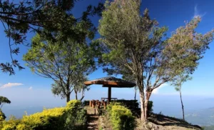 Holzplattform mit Blick auf grüne Landschaft unter blauem Himmel – Sri Lanka Kombireise mit Rundreise und Strandurlaub