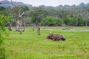 Einzelner Elefant in grüner Landschaft – Safari-Erlebnis im Nationalpark Sri Lanka