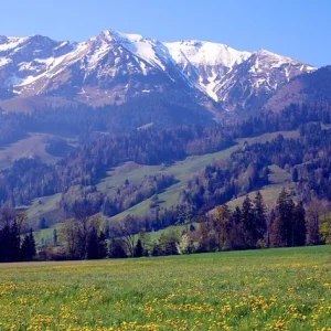 Berner Oberland Berner Oberland mit grünen Wiesen, Alpenpanorama und klarem Himmel