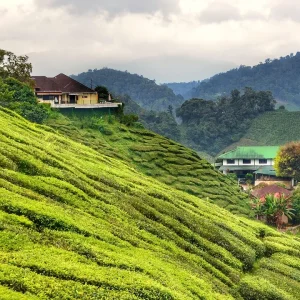 Cameron Highlands Malaysia Teeplantagen