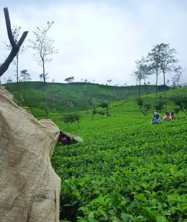 Teeplantage auf Sri Lanka
