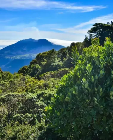 Grüner Nebelwald in Costa Rica mit Bergen und dichter Vegetation