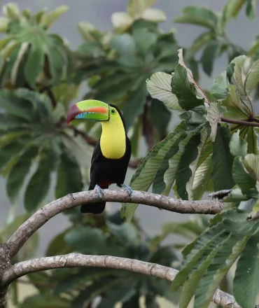 Tukan auf einem Ast im tropischen Regenwald von Costa Rica