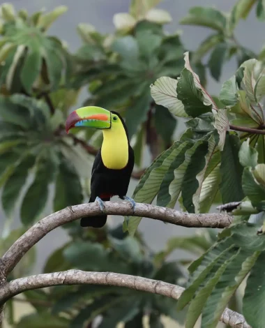 Tukan auf einem Ast im tropischen Regenwald von Costa Rica