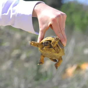 Hand hält kleine Schildkröte im Freien – Besuch im Cupulatta Schildkrötenpark auf Korsika