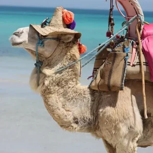 Dekoriertes Kamel am Strand von Djerba mit türkisblauem Meer im Hintergrund – Symbol für Urlaub in Tunesien