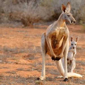 Kängurus Wildlife: Koalas, Kängurus und Tasmanische Teufel