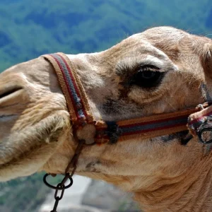 Kamel mit Halfter vor Wüstenkulisse – Symbol für Kameltrekking und Sahara-Erlebnisse in Tunesien