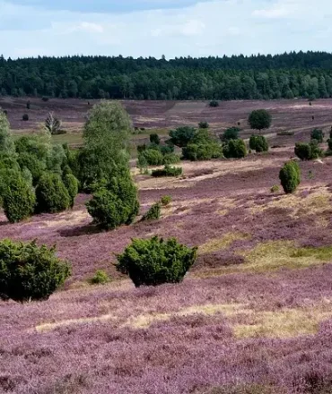 Blühende Heideflächen in der Lüneburger Heide mit Bäumen und leicht hügeliger Landschaft