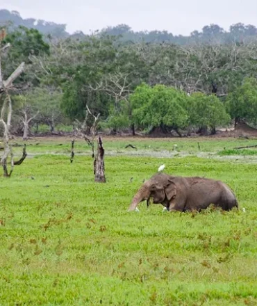Einzelner Elefant in grüner Landschaft – Safari-Erlebnis im Nationalpark Sri Lanka